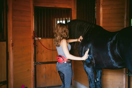 woman horseman cleans from dirt with brush Friesian horse in stables on farm, taking care of purebred pets