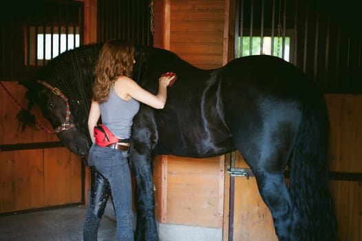 woman horseman cleans from dirt with brush Friesian horse in stables on farm, taking care of purebred pets