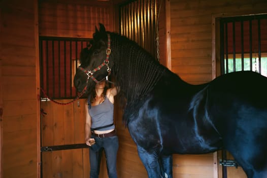 woman horseman cleans from dirt with brush Friesian horse in stables on farm, taking care of purebred pets