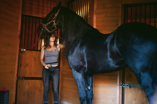 woman horseman cleans from dirt with brush Friesian horse in stables on farm, taking care of purebred pets