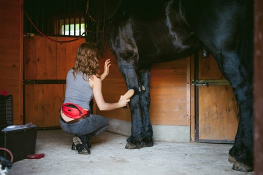 woman horseman cleans from dirt with brush Friesian horse in stables on farm, taking care of purebred pets