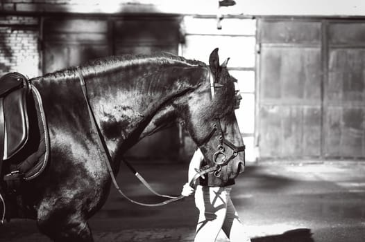 Emotional  Portrait of a female in love with horses, black Friesian stallion thoroughbred pet, outdoors.