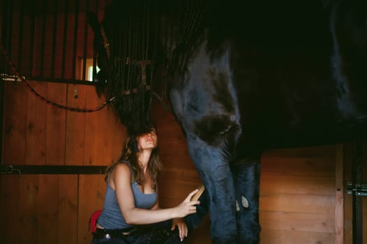 woman horseman cleans from dirt with brush Friesian horse in stables on farm, taking care of purebred pets