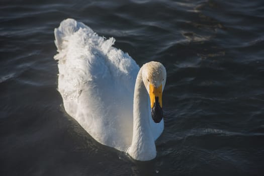 Beautiful white whooping swans swimming in the nonfreezing winter lake. The place of wintering of swans, Altay, Siberia, Russia.