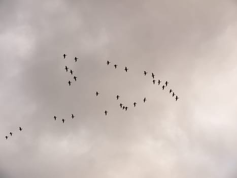 flock of geese in gray overcast autumn sky migrating flying overhead  essex  england  uk