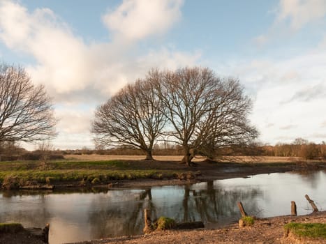 large bare tree branches over lake river country winter   essex  england  uk