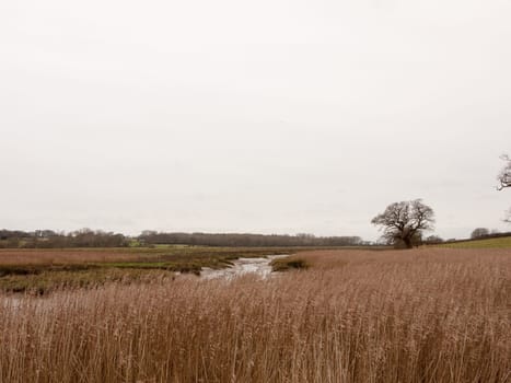 golden grass reeds winter white cloudy sky landscape  essex  england  uk
