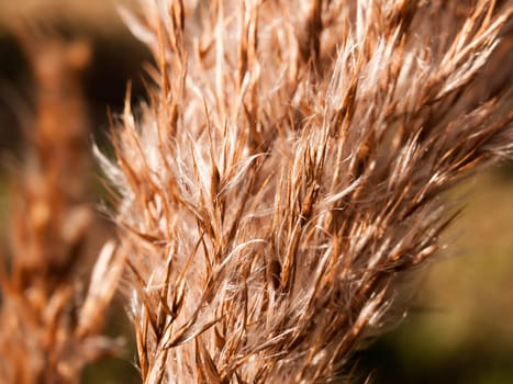 close up of reed grass golden flower heads windy special  essex  england  uk