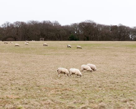 herd of grazing sheep in field grassland white sky autumn winter  essex  england  uk