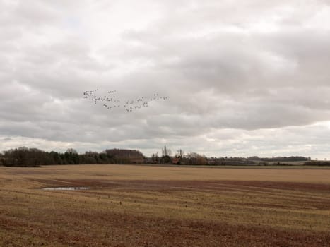 sky flock of birds cloudy moody overcast weather migration  essex  england  uk