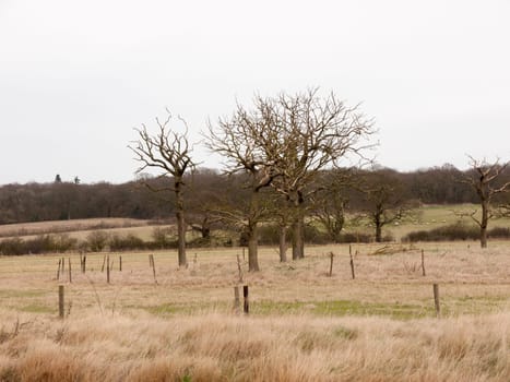 circle of bare branch trees field special nature country  essex  england  uk