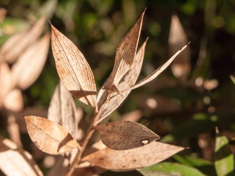 close up of dried dead brown leaf tips macro winter autumn  essex  england  uk