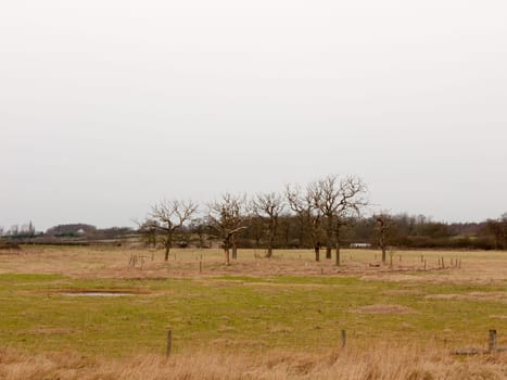 circle of bare branch trees field special nature country  essex  england  uk