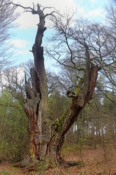 Coat of arms oak in the Hutewald Sababurg
