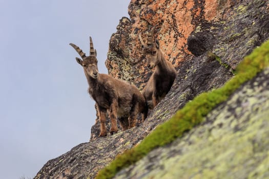 Ibex, Range of Mont Blanc. French Alps