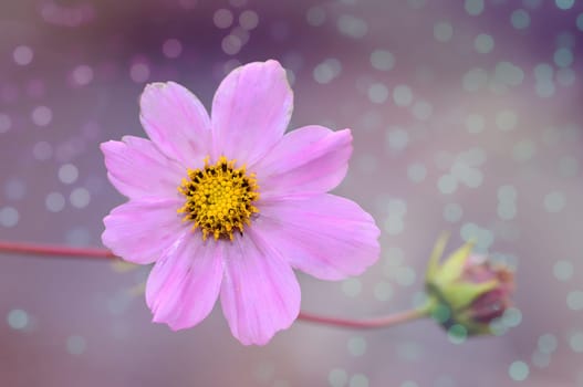 Cosmos