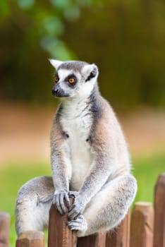 Portrait of Ring-tailed Lemur, native to Madagascar, with long, black and white ringed tail.