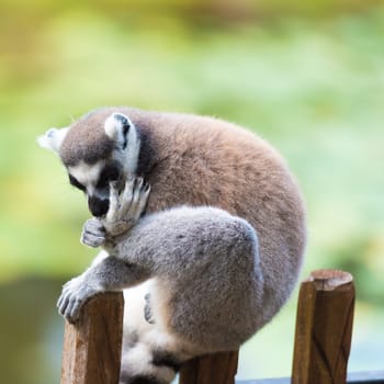 Portrait of Ring-tailed Lemur, native to Madagascar, with long, black and white ringed tail.