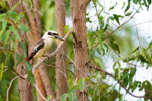 Portrait of kookaburra, Australian native bird.