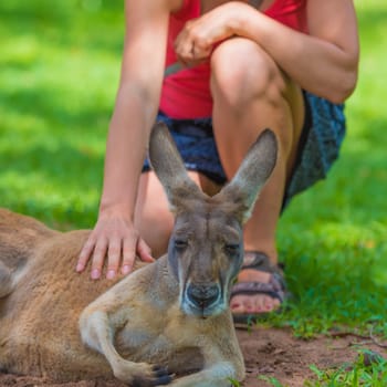 Unrecognizable woman petting a sleepy kangaroo in wildlife nature reserve.