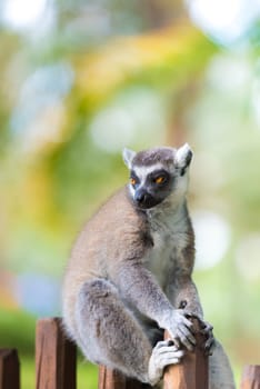 Portrait of Ring-tailed Lemur, native to Madagascar, with long, black and white ringed tail.