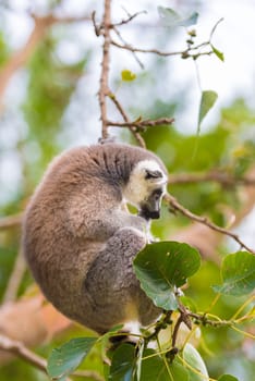 Portrait of Ring-tailed Lemur, native to Madagascar, with long, black and white ringed tail.