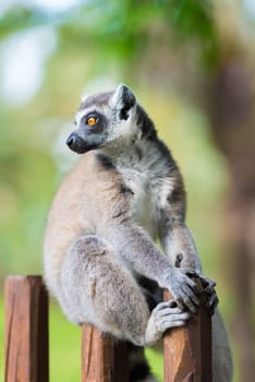 Portrait of Ring-tailed Lemur, native to Madagascar, with long, black and white ringed tail.