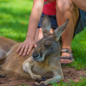 Unrecognizable woman petting a sleepy kangaroo in wildlife nature reserve.