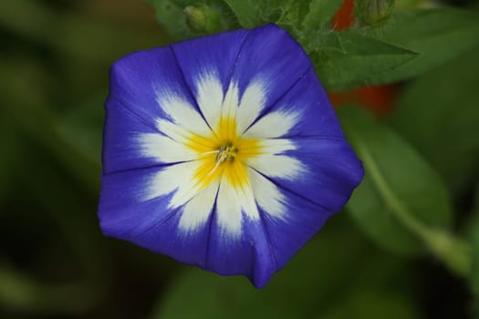 Convolvulus tricolor