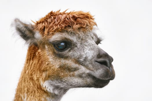 Portrait of Alpaca (Vicugna Pacos) against White Background