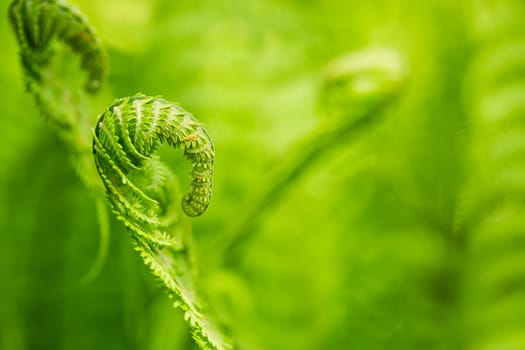 Green fern in detail as background
