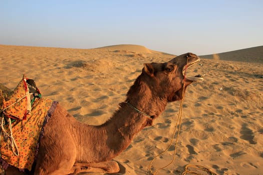 Reclining camel yawning at Sam Sand Dunes, Jaisalmer, Rajasthan, India, Asia