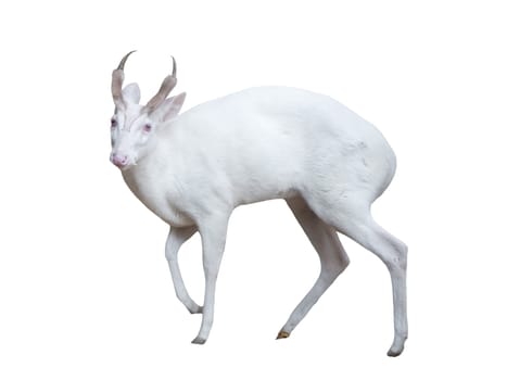 albino barking deer isolated on white background