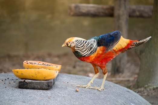 beautiful golden pheasant in zoo