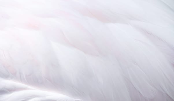 textured of beautiful flamingo feather