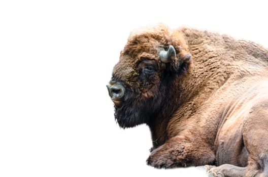 Bison lies,exempted from white ground..
