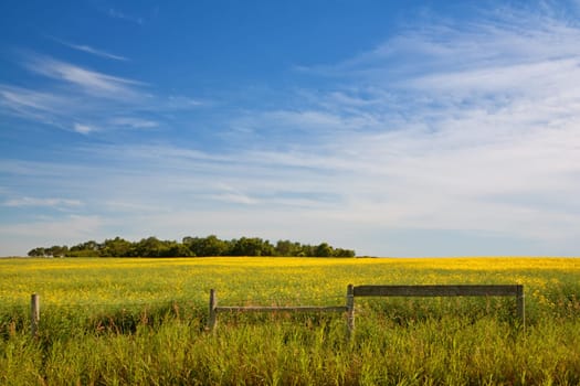 Fence in a field of canola with a grove of trees in the distance.