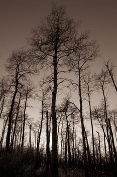 Monochrome majestic birch tree grove in autumn.