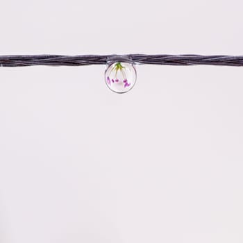 Refracted tulips within a water droplet on a wire.