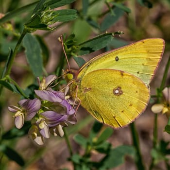 Clouded Sulphur resting on a wild flower.