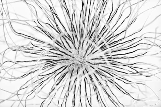 Black and white image of the wild flower prairie smoke