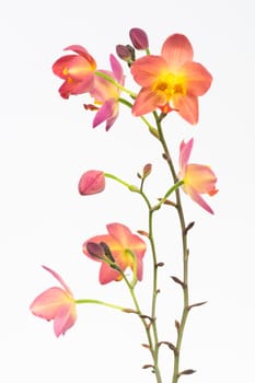 Red orange Philippine ground orchids