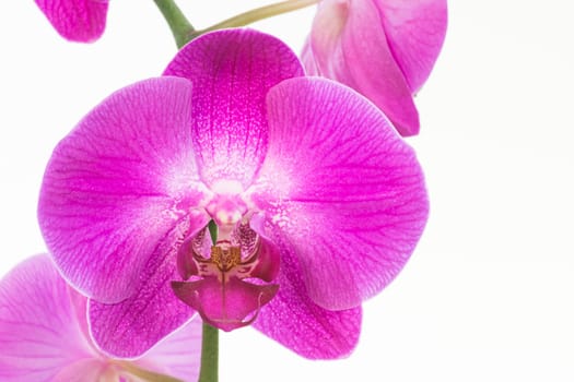 Purple Moth orchid close up