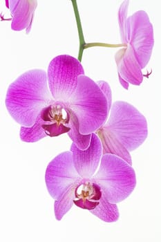 Purple Moth orchid close up
