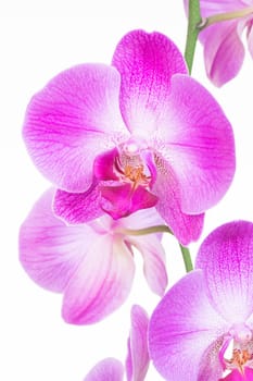 Purple Moth orchid close up