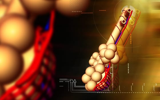 Digital illustration of alveoli in colour background