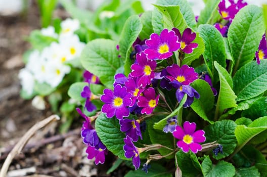 Blossoming spring primrose, close-up