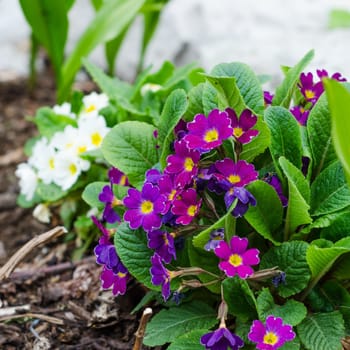 Blossoming spring primrose, close-up