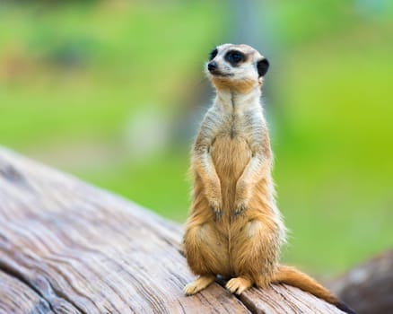 Portrait of Meerkat Suricata suricatta, African native animal, small carnivore belonging to the mongoose family