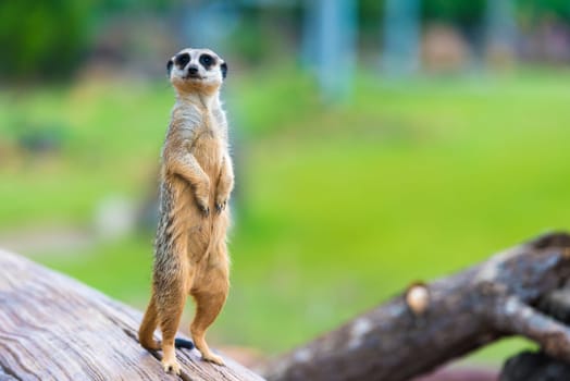 Portrait of Meerkat Suricata suricatta, African native animal, small carnivore belonging to the mongoose family